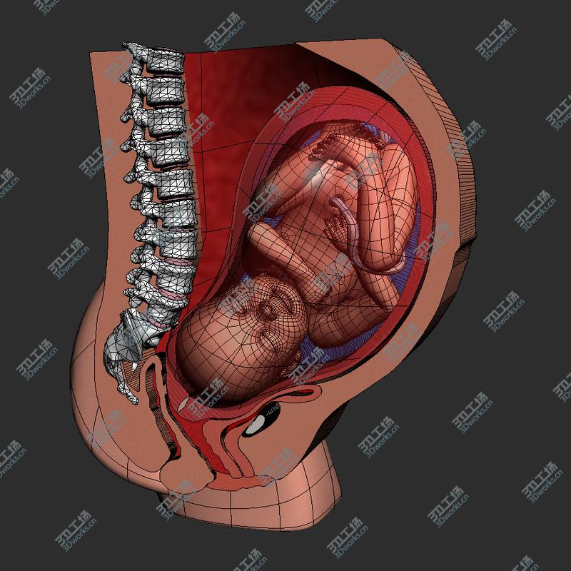 images/goods_img/202104092/Childbirth Sequence Cross Sections Collection/5.jpg